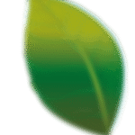 hoja web