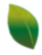 hoja web