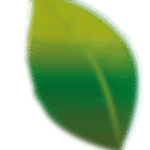 hoja web